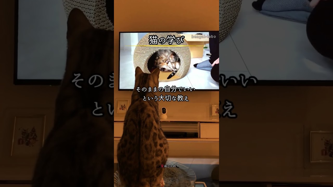 ふとした瞬間猫から学ぶことは… #shorts #cat #ねこ #ベンガル猫 #シルバーベンガル猫 #猫名言