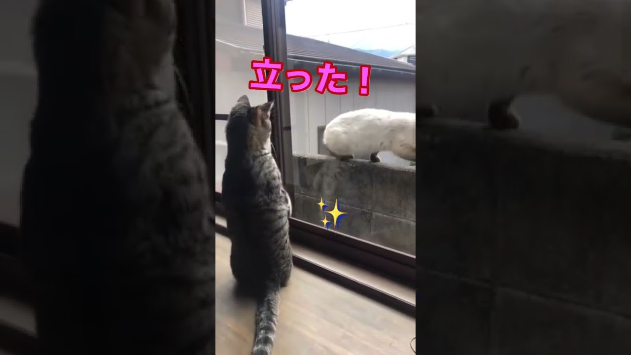 とーちゃん！シャムちゃんきたよ〜　#shorts #猫