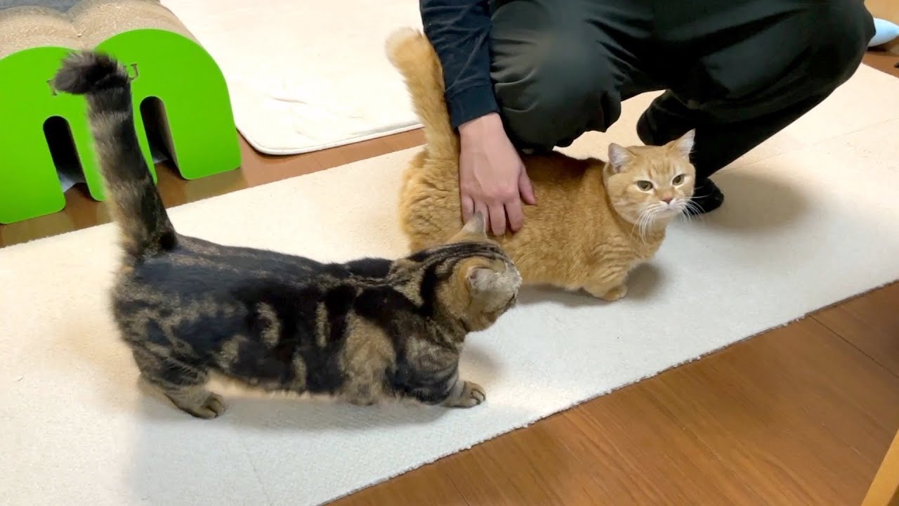 夜食をもらうまでおねだりし続ける猫たち