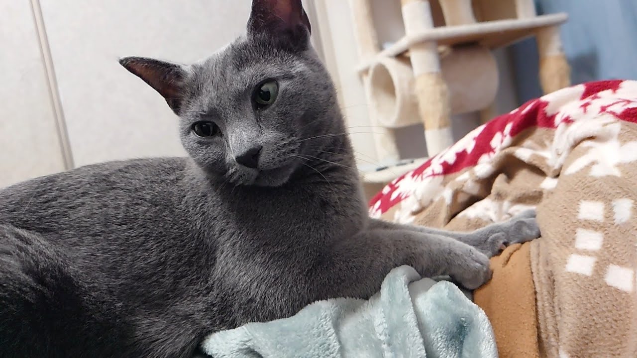 【猫動画】嫁と一緒に寝たいとおねだりするロシアンブルー【russianbule】Russian Blue begging to sleep with her owner