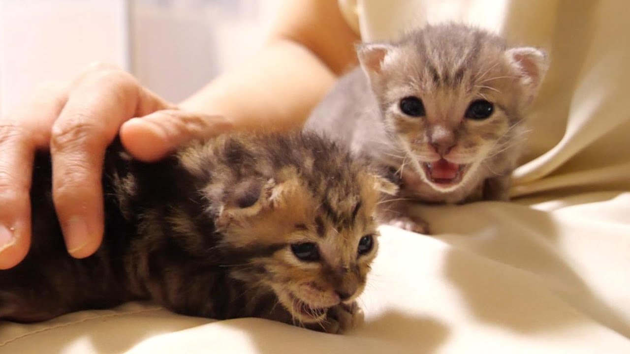ママは渡さないぞとおじにかわいい威嚇をしてくる子猫たち【赤ちゃん猫　保護猫】