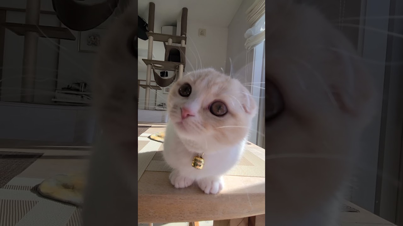 国宝級に可愛い猫がこちら#shots