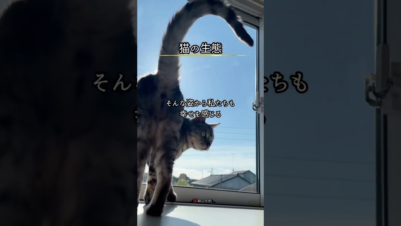 日向ぼっこをする猫からは #shorts #cat #ねこ #ベンガル猫 #シルバーベンガル猫 #猫名言