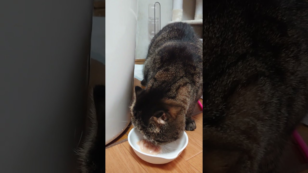 【猫】ちゅーるタイム☆ 2023/10/29【アメリカンカール・スコティッシュフォールド・マンチカン・エキゾチックショートヘアー】#shorts