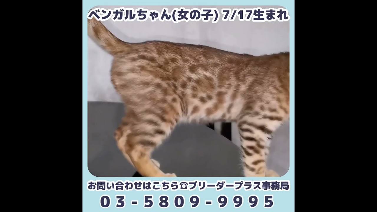 【ベンガル】ベビーちゃん☆