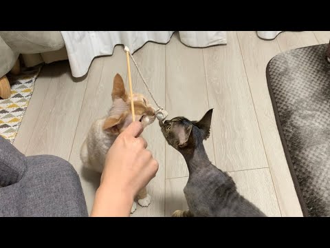 デボンレックス兄弟のために新しい歯磨きおもちゃを買いました(New dental care toys for Devon Rex brothers)