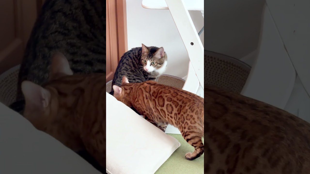 先住猫と保護猫が打ち解けた瞬間 #shorts #ベンガル #猫