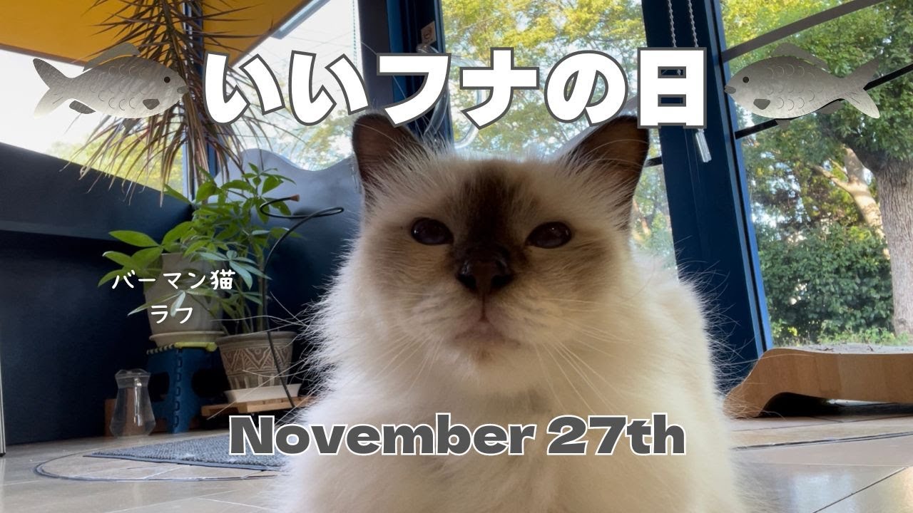 バーマン猫ラフ【いいフナの日】November 27th（バーマン猫）Birman/Cat