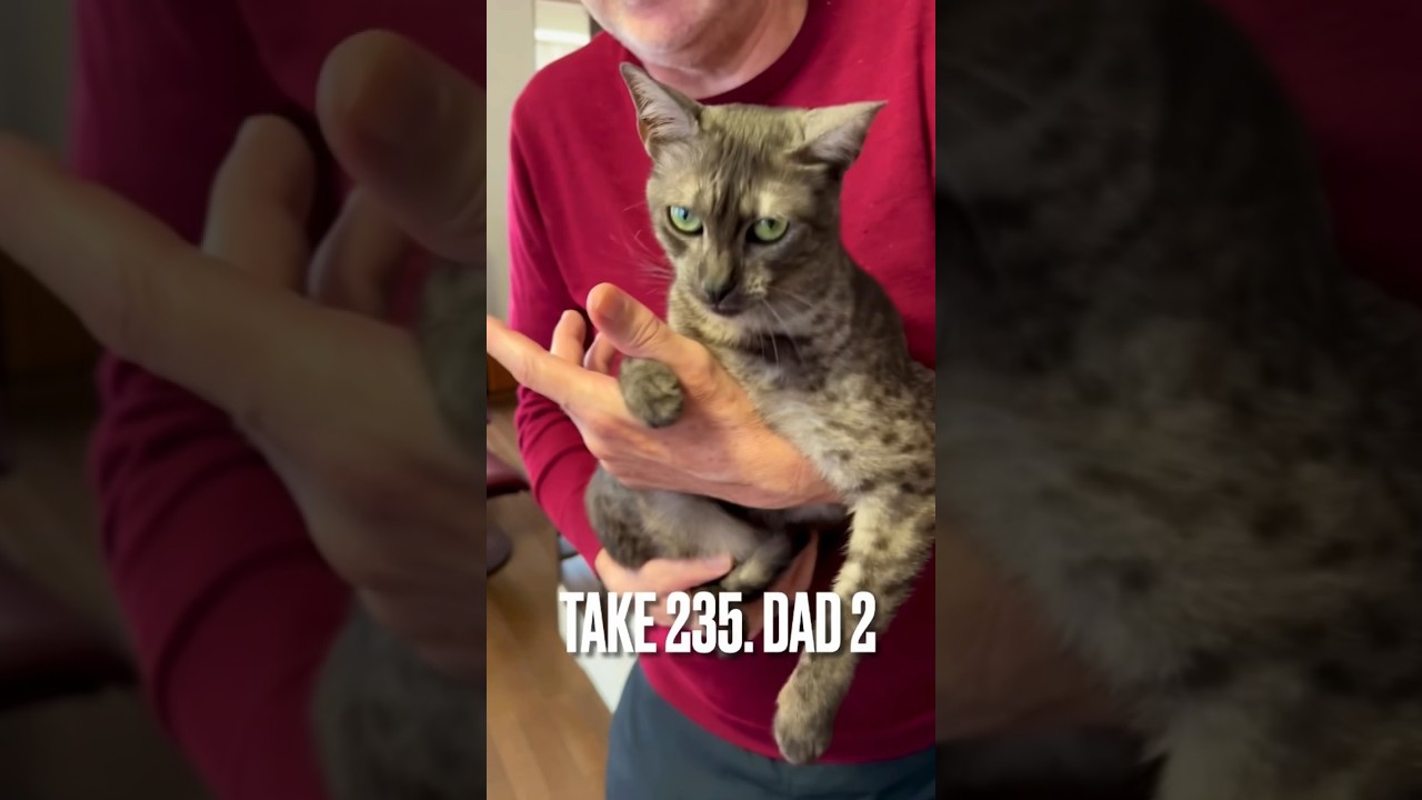 #パパ 大好き だから#ダンス に付き合うにゃ❗️😹😻#猫と暮らす #エジプシャンマウ #今日も元気でありがとう #猫なき声 #shorts #やっぱり猫が好き