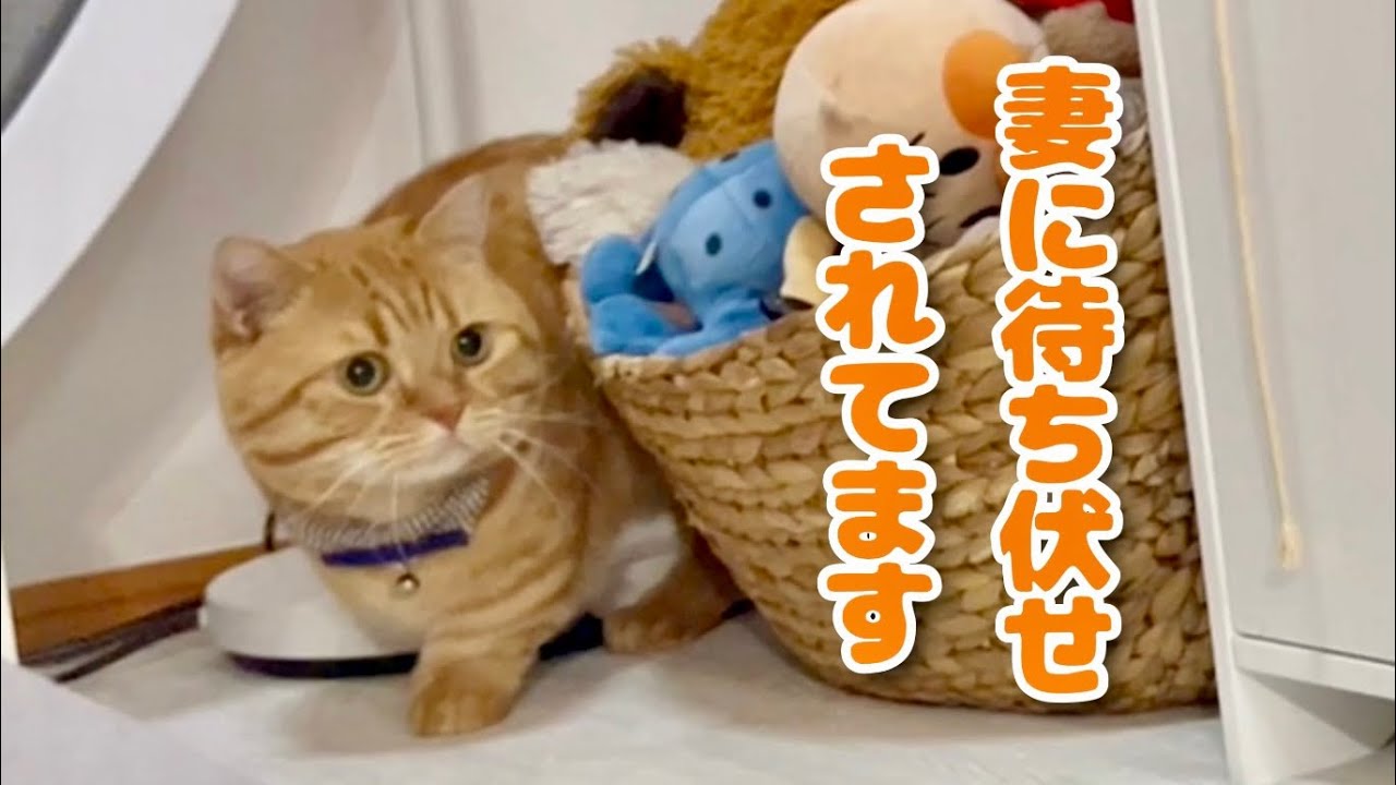 『妻に待ち伏せされてます。 』 #猫 #マンチカン