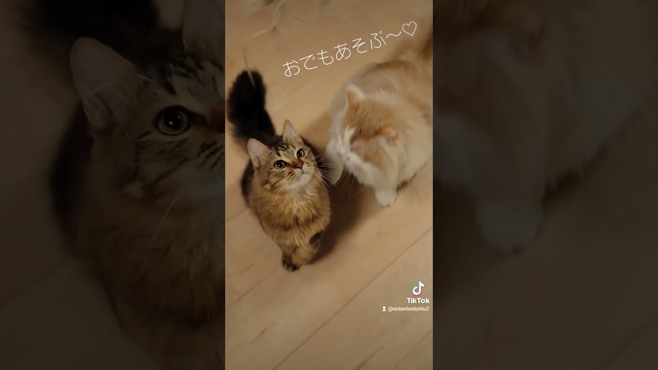着地場所は選べません笑 #ラガマフィン #猫動画 #保護猫