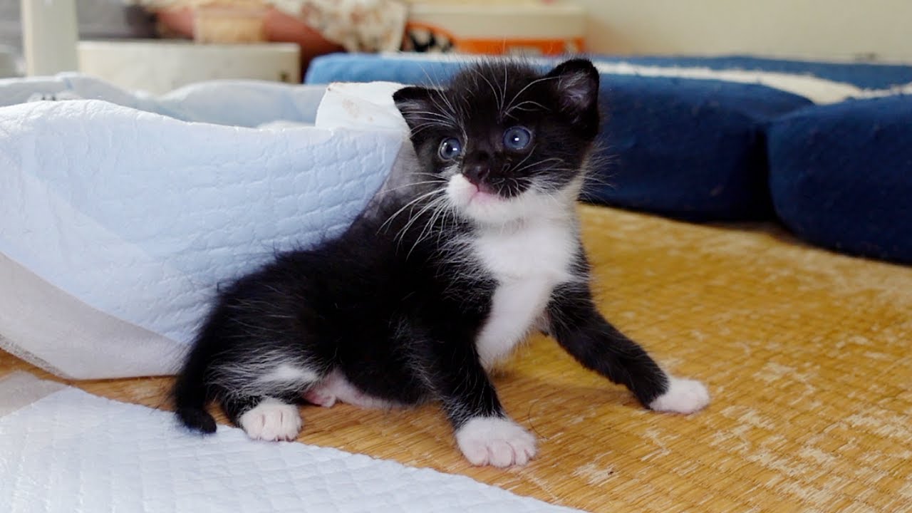 とうとう子猫が…