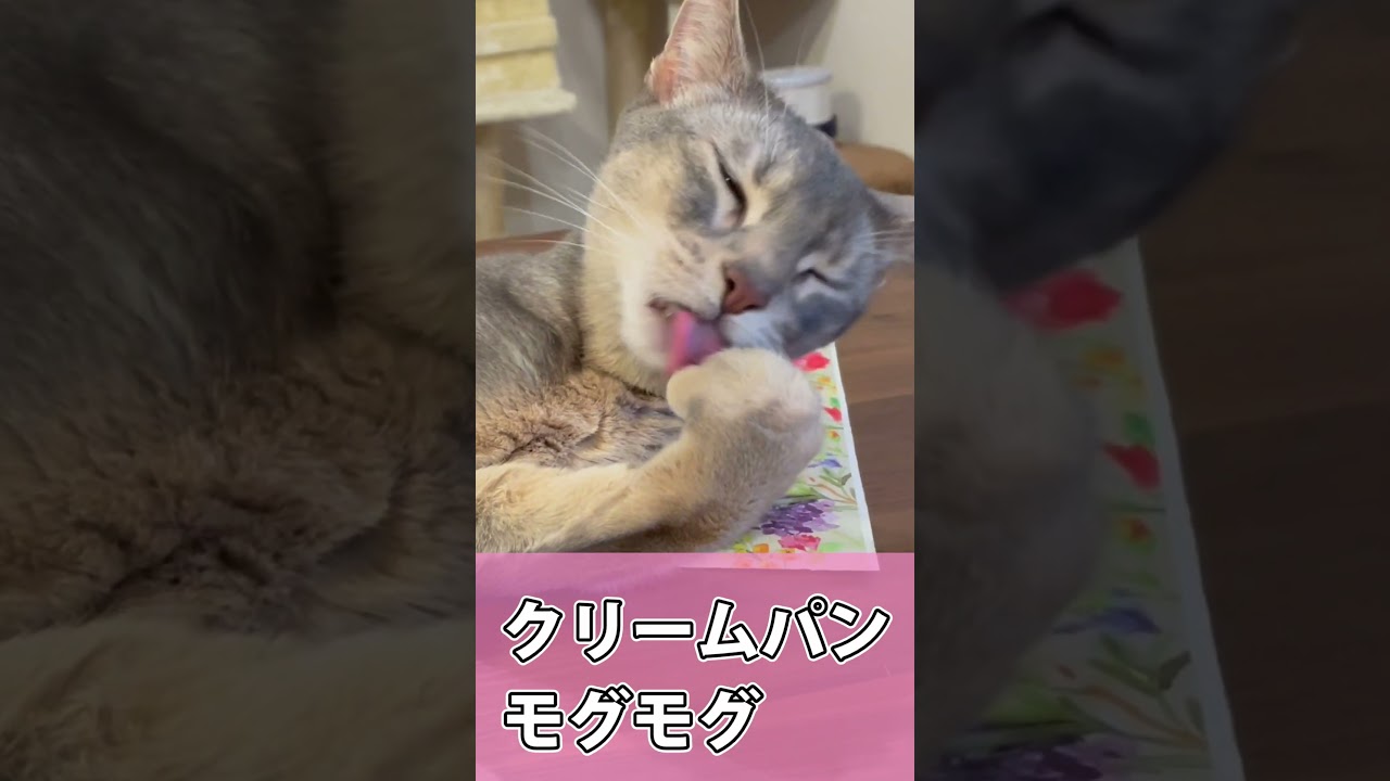 お手てクリームパンが大好きな猫 #shorts #猫 #アビシニアン