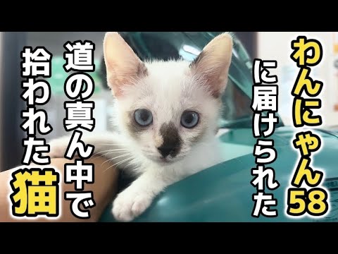 道の真ん中で拾われた子猫