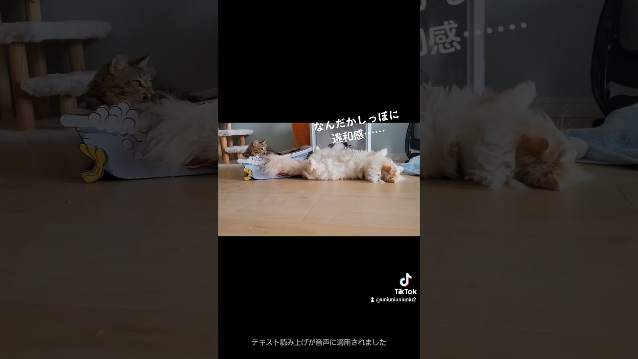兄と弟 #ラガマフィン #猫動画 #保護猫 #shorts