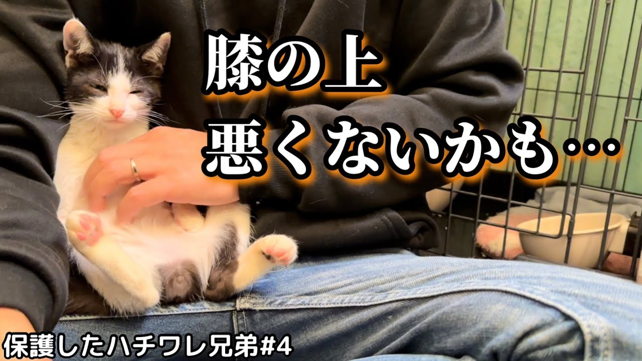 元野良のビビり子猫が膝の上から降りなくなりました。