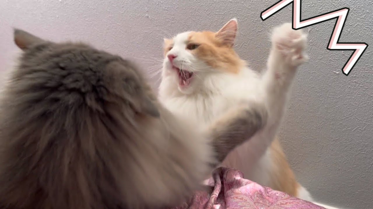 【あそぼ♪】しつこく遊んでアピールをする、ノルウェージャンフォレストキャットwww