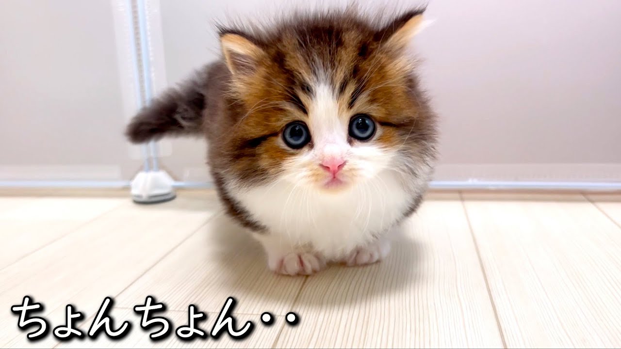 【マンチカンの子猫】子猫のちょんちょんパンチからのドアップにやられる件 ∼猫のいる生活Vol.841~ 出産動画 マンチカン短足・ミヌエット・ペルシャ猫専門ブリーダー『ペット蔵人』【子猫の成長記録】