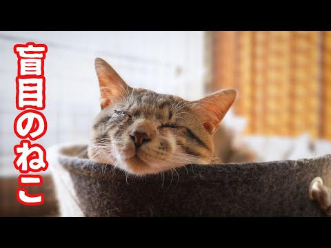 目の不自由なねこはお気に入りの場所で寝られなくても怒らない