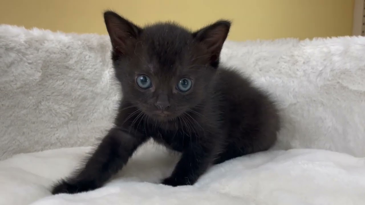 ボンベイ 【ブラック】レア猫種❣️ボンベイ兄妹⭐️