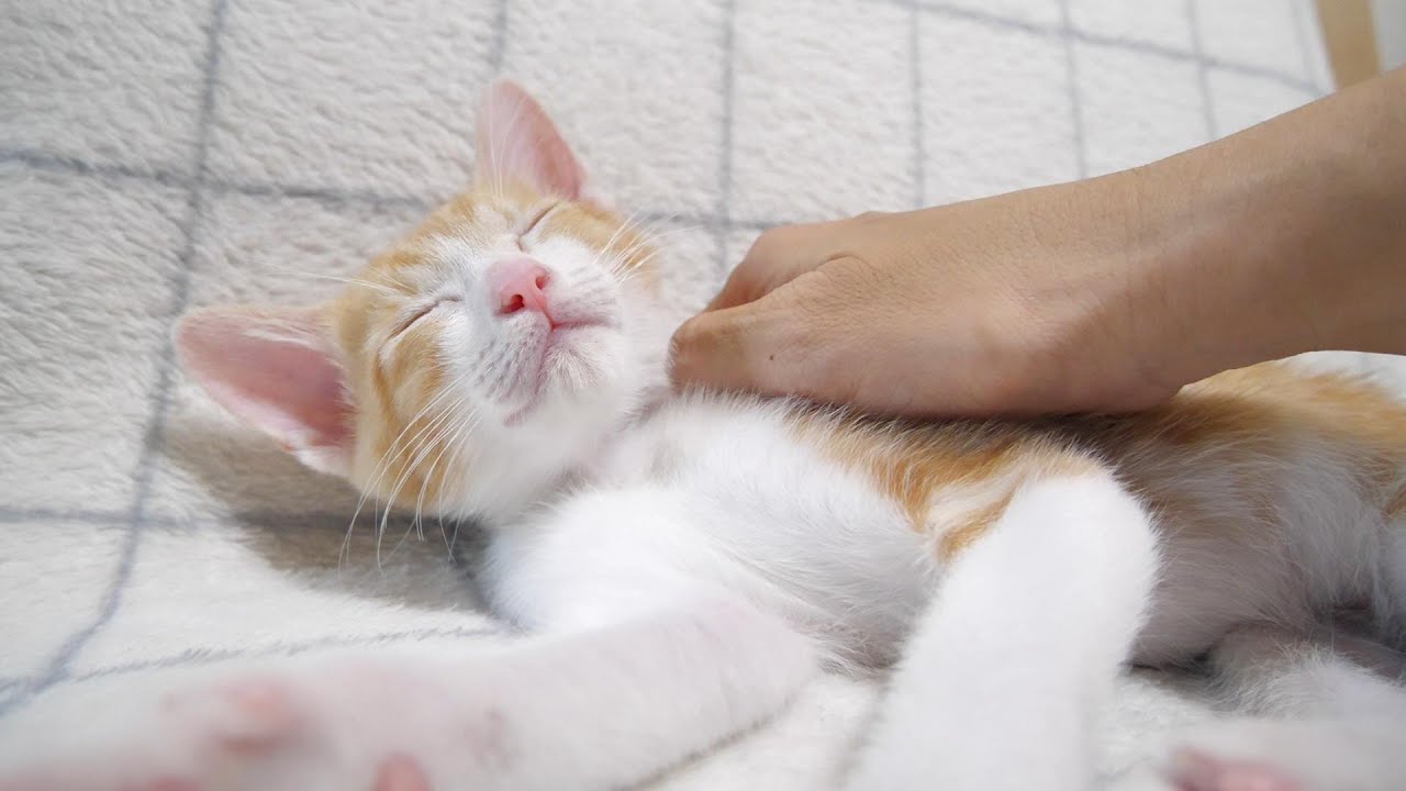 遊び疲れた子猫を優しくナデナデする。【赤ちゃん猫　保護猫】