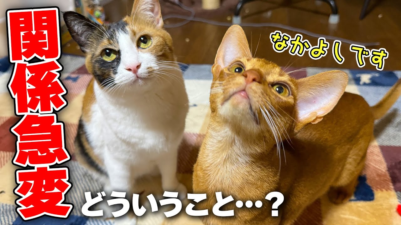 絶対に仲良くなれないと思っていた猫達が急に一緒に遊び始めていたんですけど…？？