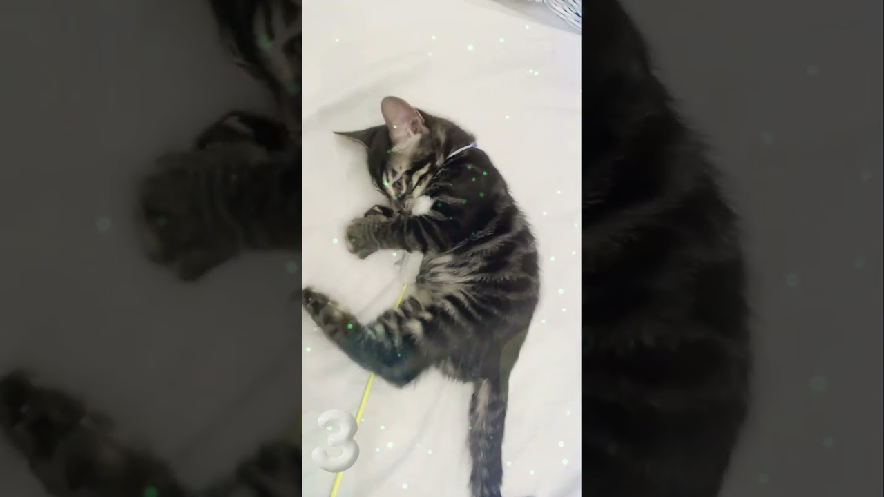ピルピルとオレ3 #ベンガル #shorts #ねこ #子猫 #cat #猫じゃらし