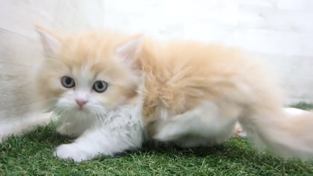 Coo&RIKU　No00656426 スコティッシュフォールド