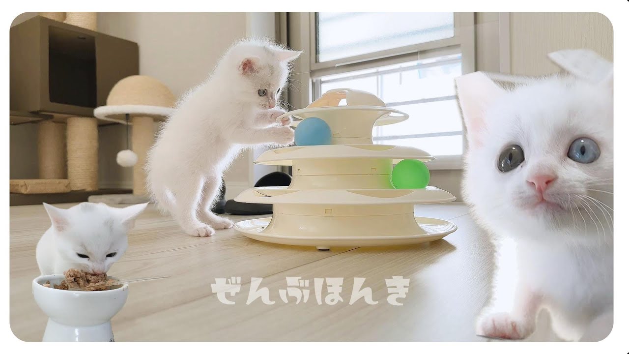子猫のダッシュ「だだだだだー」歩くたびについてくるかわいい子猫。離乳食はロイヤルカナンが最高です【保護猫生活26日目】