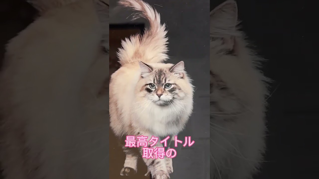 吉祥寺のサイベリアン猫カフェ&サイベリアンペットショップのロイヤルキャッツ💕 #猫カフェ #サイベリアン #子猫