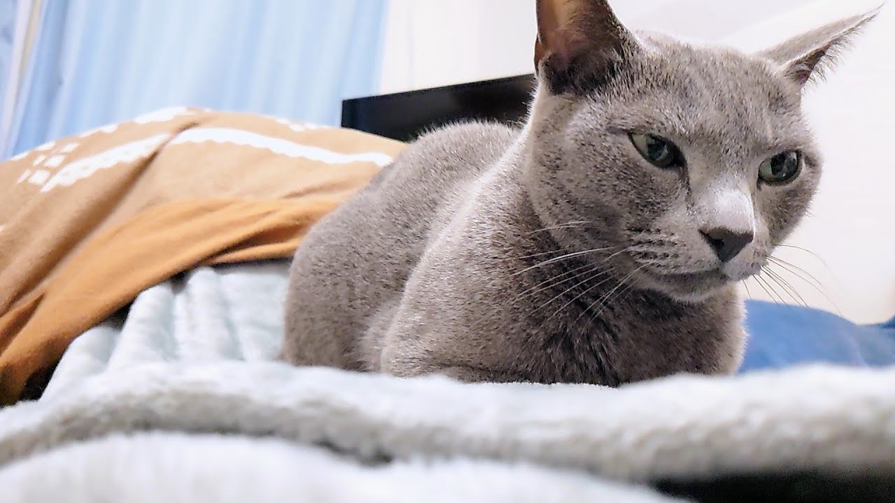 【猫動画】ついつい嫁の上で眠っちゃうロシアンブルー【russianbule】Russian Blue makes me laugh