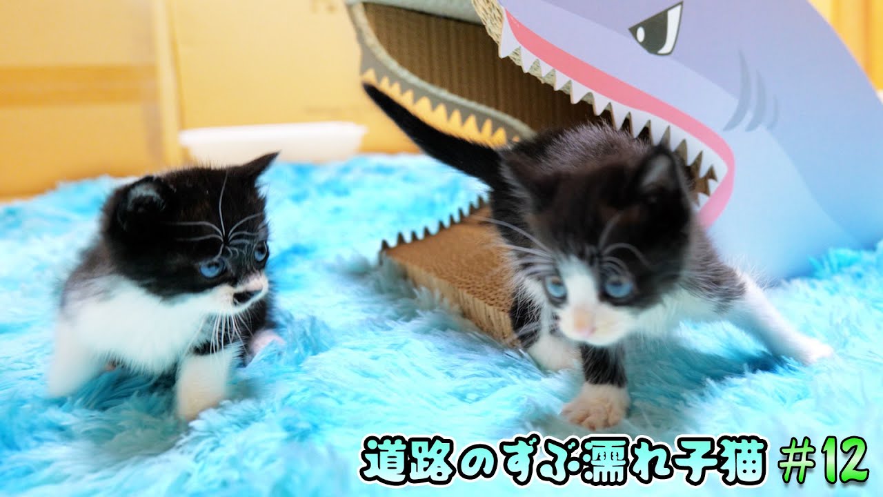 子猫部屋がシーパラダイスに🌊ボス吉との関係にも希望の光⁉【道路のずぶ濡れ子猫 #12】