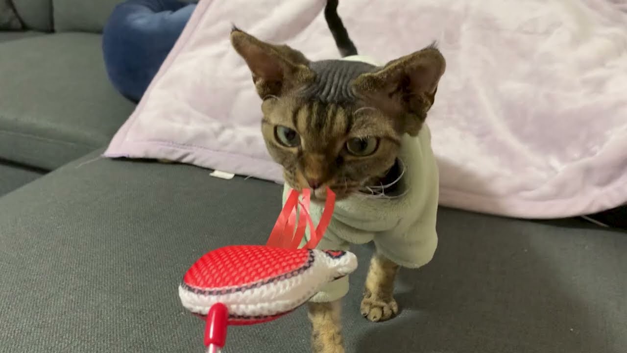 デボンレックス兄弟の最近の可愛い写真をまとめました(A collection of recent cute photos of Devon Rex brothers)