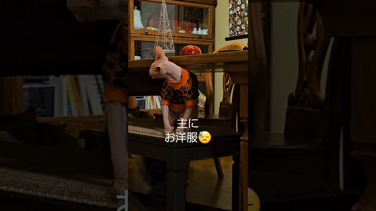 お洋服をボロボロにする猫🐱スフィンクス #shorts