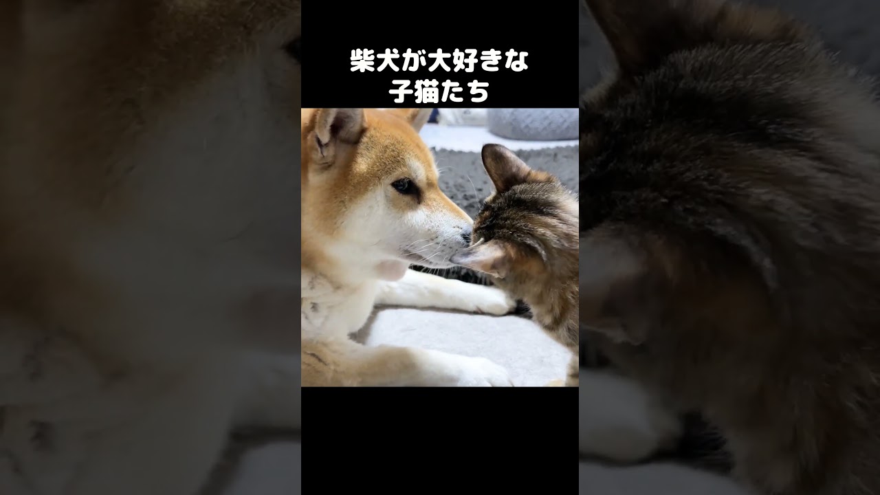 柴犬のことが大好きすぎる子猫が側から離れないです　#shorts
