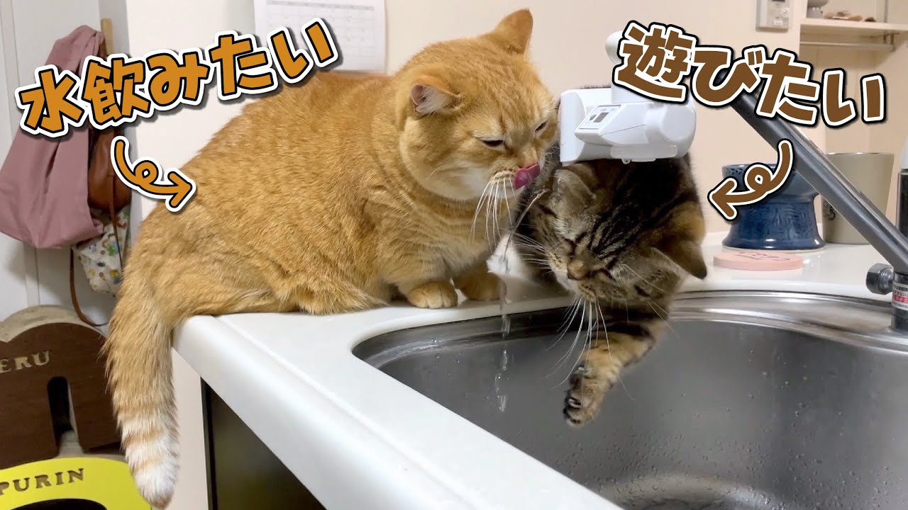 ついに兄猫に譲ることを辞めて同時プレイする兄弟猫が可愛すぎる！