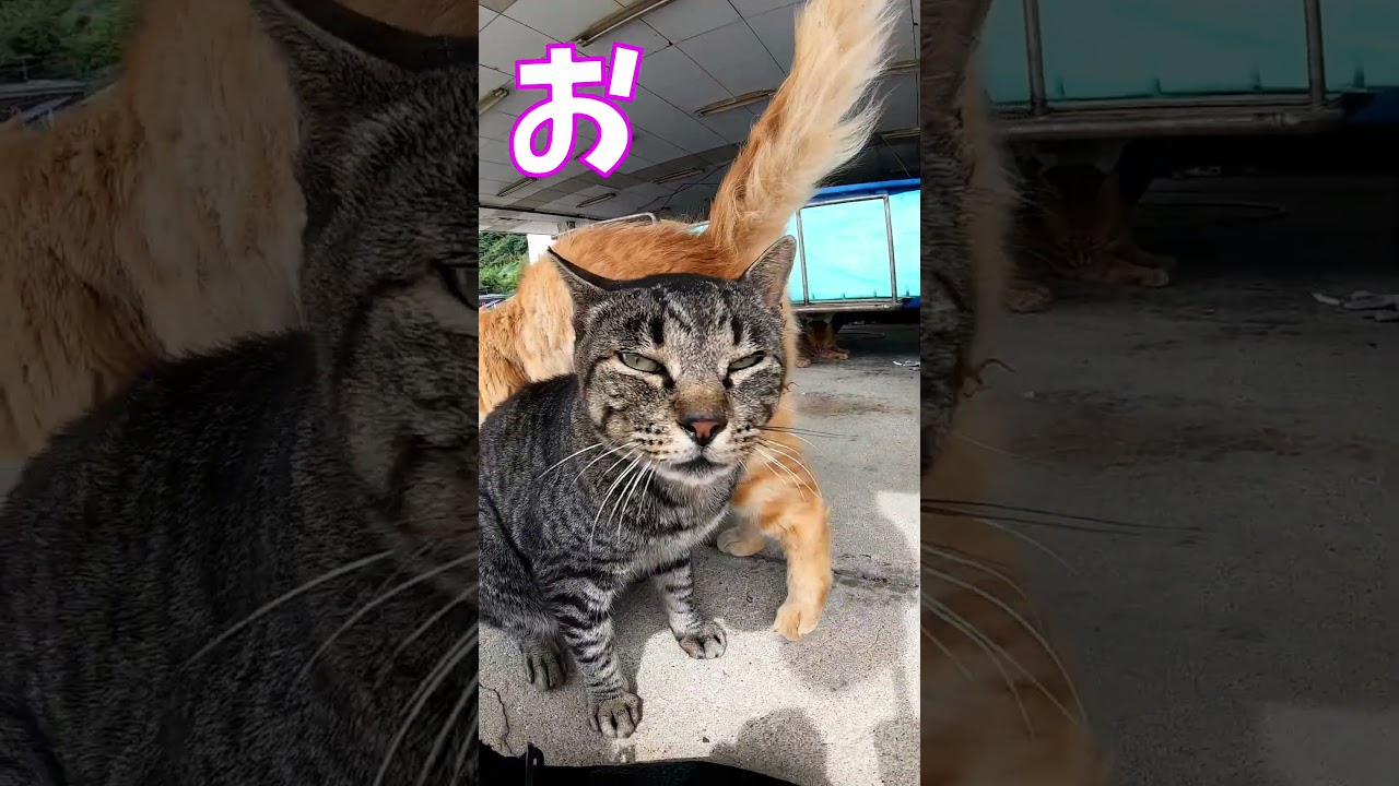 猫」「CAT & PEACE」 #cat #ソマリ #ねこ動画 #猫動画 #猫好きさんと繋がりたい #野良猫