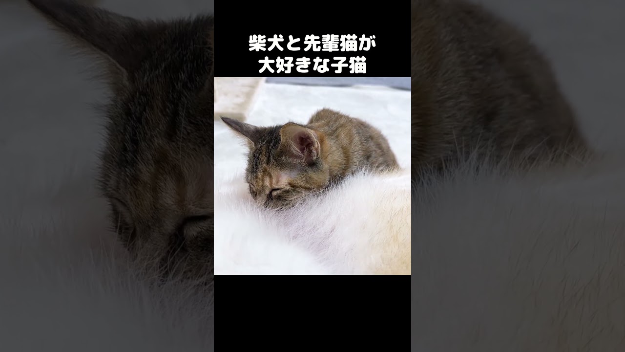 先輩猫と柴犬のことが好きすぎる子猫が可愛い　#shorts