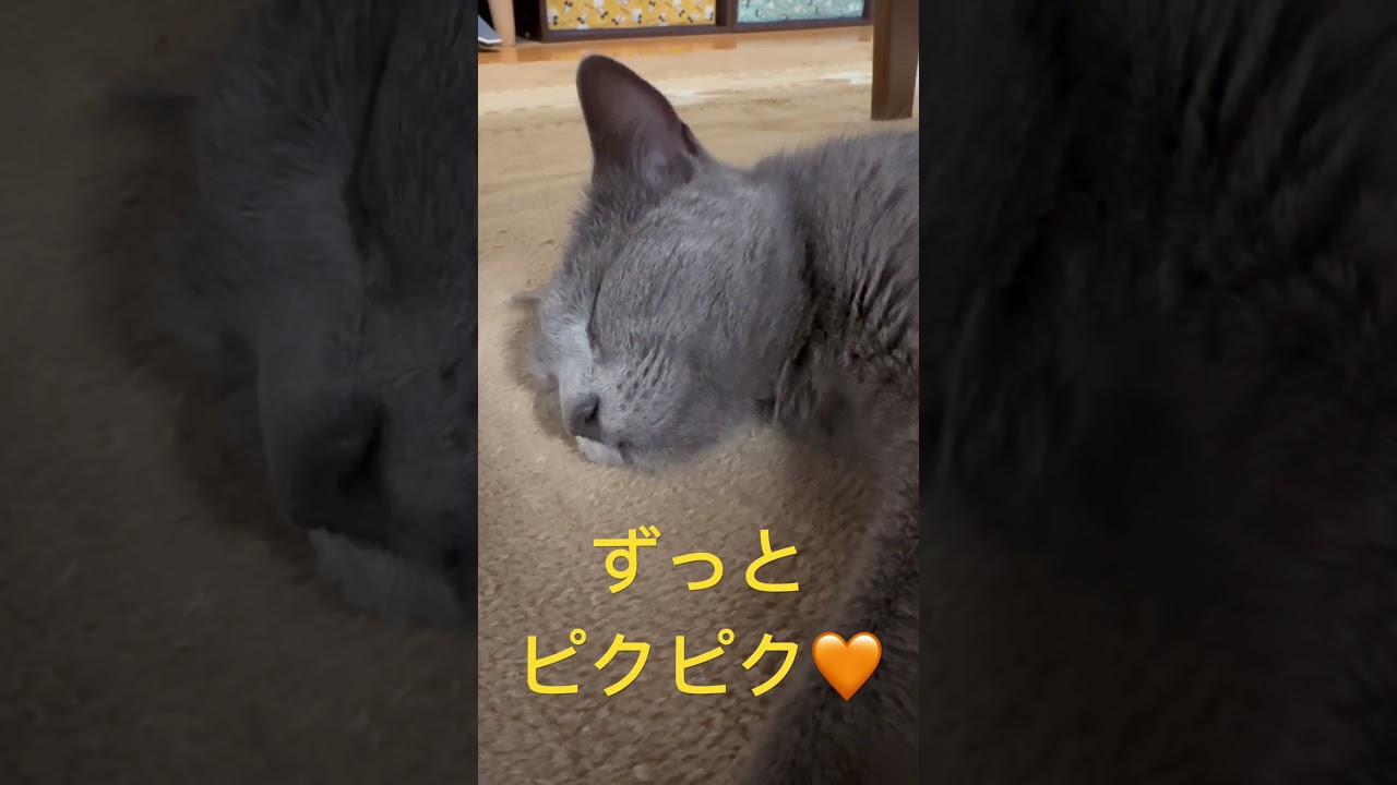 たまらん❣️そらちゃん顔ピク🧡（ロシアンブルー）#shorts