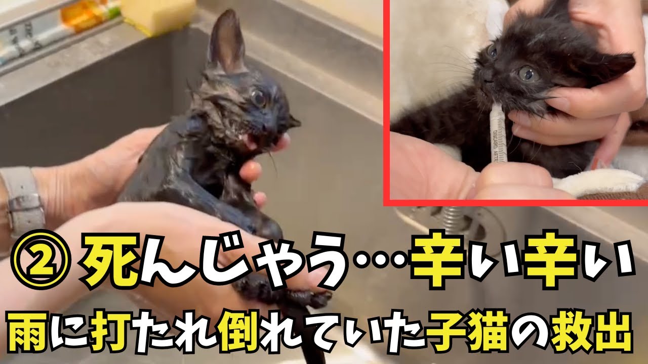 ②「助けて下さい」寒い日雨の中倒れていた子猫