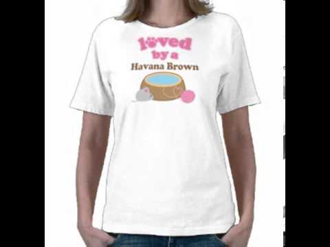 havana brown breeders sale