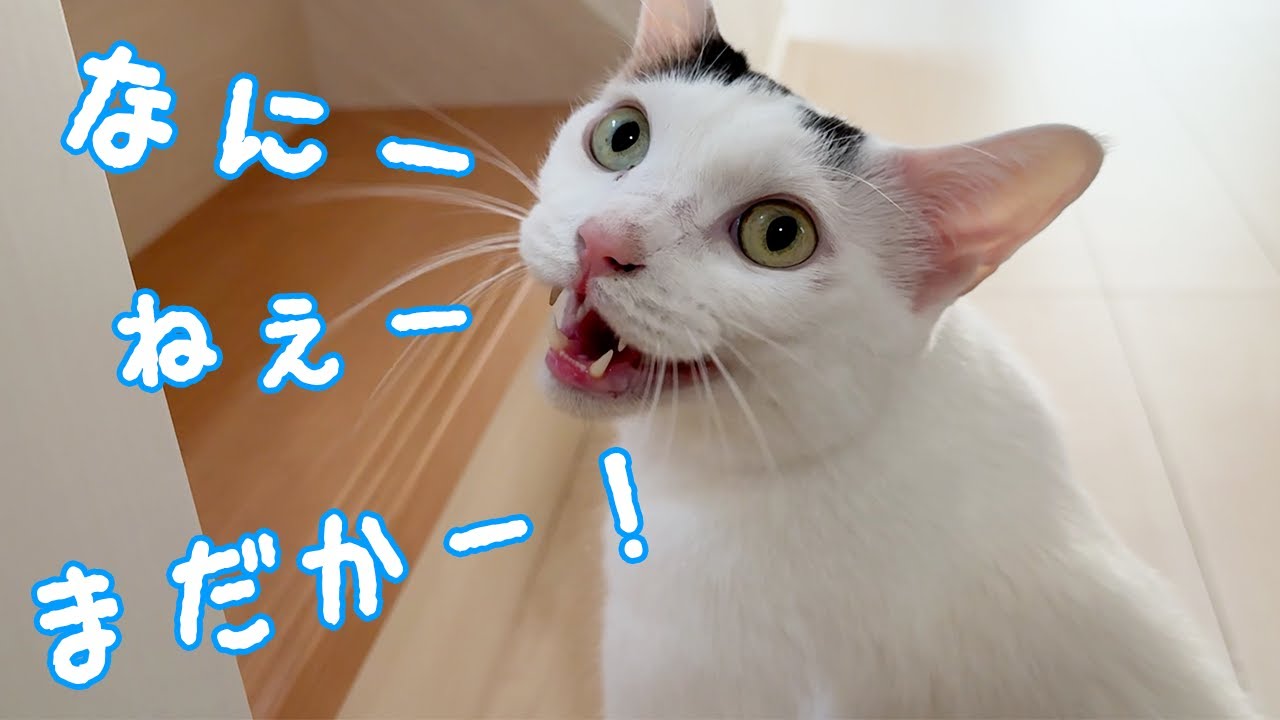 朝寝がしたくてお喋りしまくる猫チロさん！