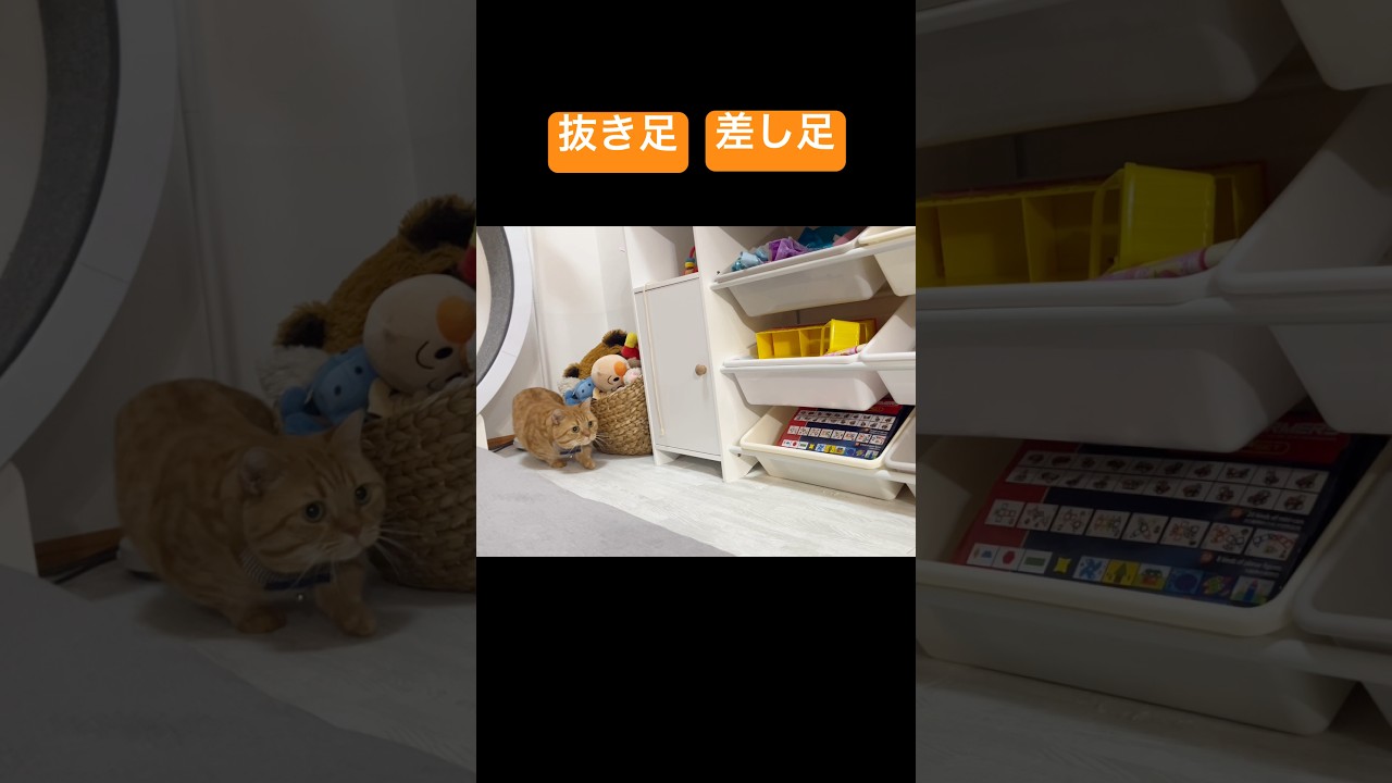 抜き足差し足... #猫 #マンチカン #shorts