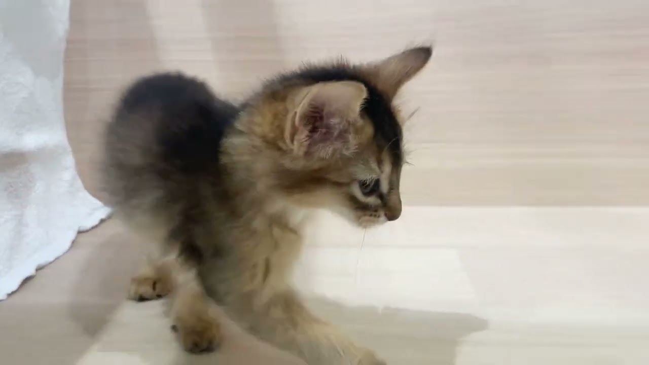 💖気量抜群💖お顔立ちが美人さんのソマリの女の子【パピードリーム】