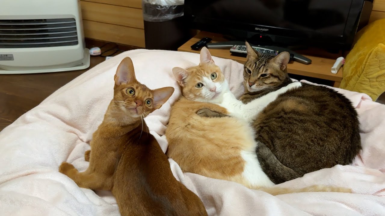 仲良しな猫夫婦の間になんか子猫が混じってきました