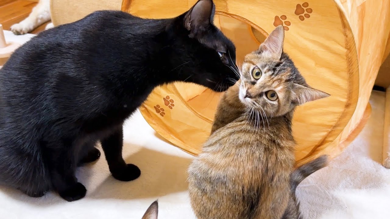 うちの黒猫は子猫たちが大好きだけどアピールが不器用すぎる…笑
