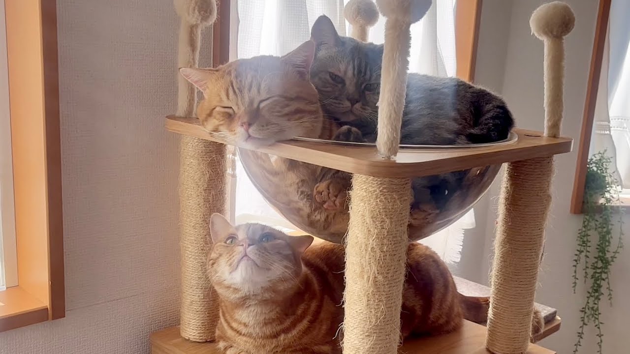 弟妹猫たちの癒しとなっている兄猫ぽちゃくん #猫 #マンチカン