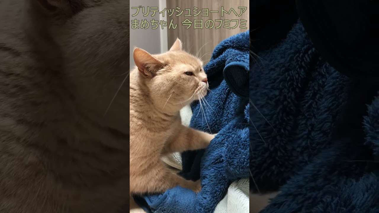ブリティッシュショートヘア 飼い猫まめちゃん 今日のフミフミ #Shorts