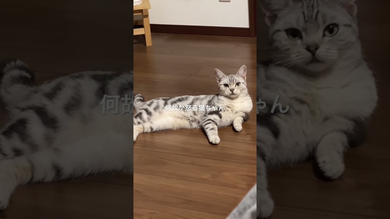 何故か怒る猫ちゃん😸 #アメショ #cat #アメリカンショートヘア