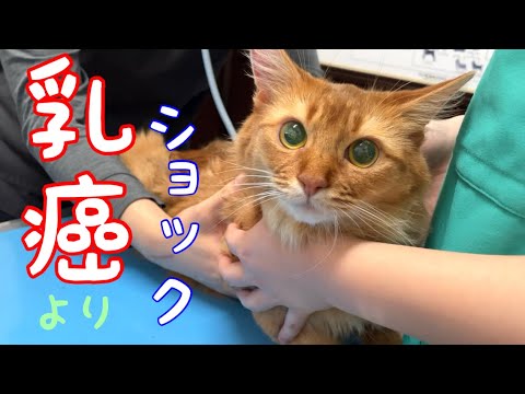 【乳癌】診察したらもっとショックな診断だった❗️【ソマリ】
